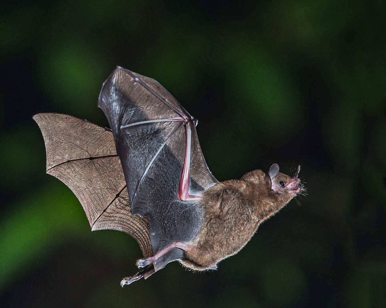 Photo of Interacciones planta-animal: desarrollo conjunto de murciélagos frugívoros y plantas de pimiento relacionado con la capacidad olfativa biológica