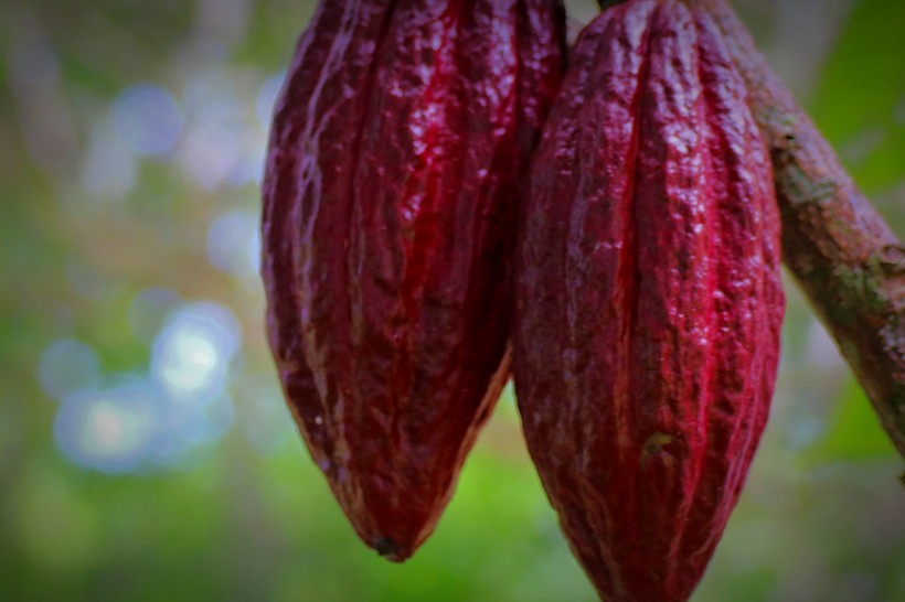  Comparisons of Multiple Strains of Cacao Trees Provide Insights on Genomic Structural Variants Responsible for Plant Diversity