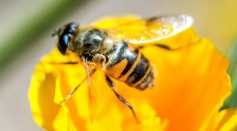 FRANCE-POLITICS-ENVIRONEMENT-AGRICULTURE-BEES