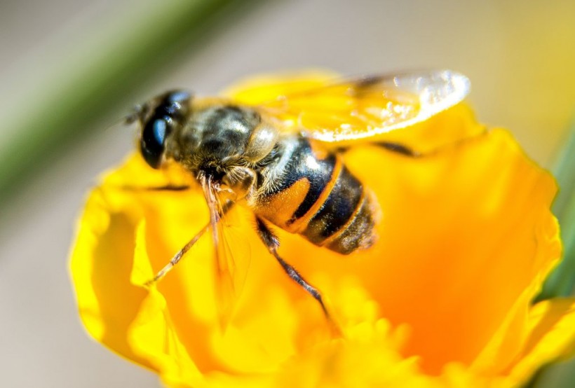 FRANCE-POLITICS-ENVIRONEMENT-AGRICULTURE-BEES