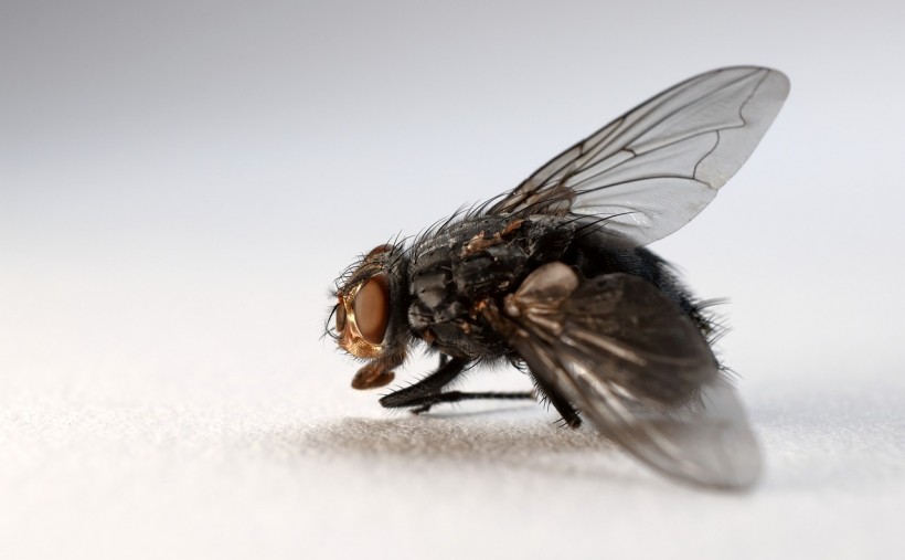  Lonely Fruit Flies Eat More, Sleep Less Like Humans Living During the Pandemic