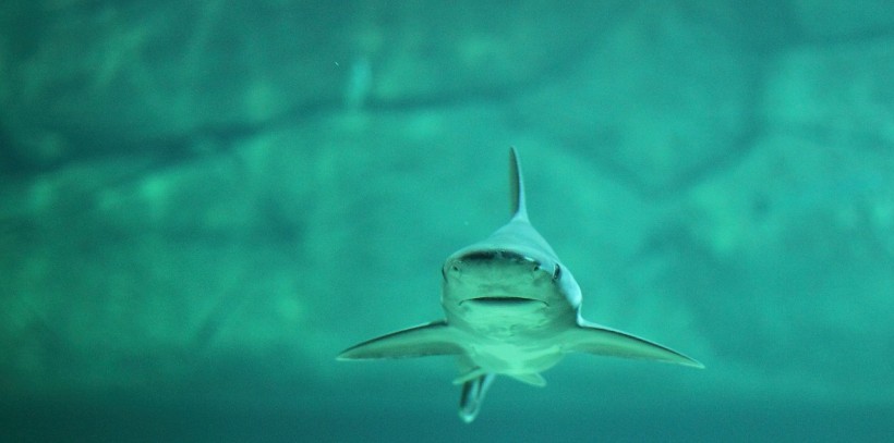  First Case of Asexual Reproduction in Sharks Born in a Tank Full of Females in Italy