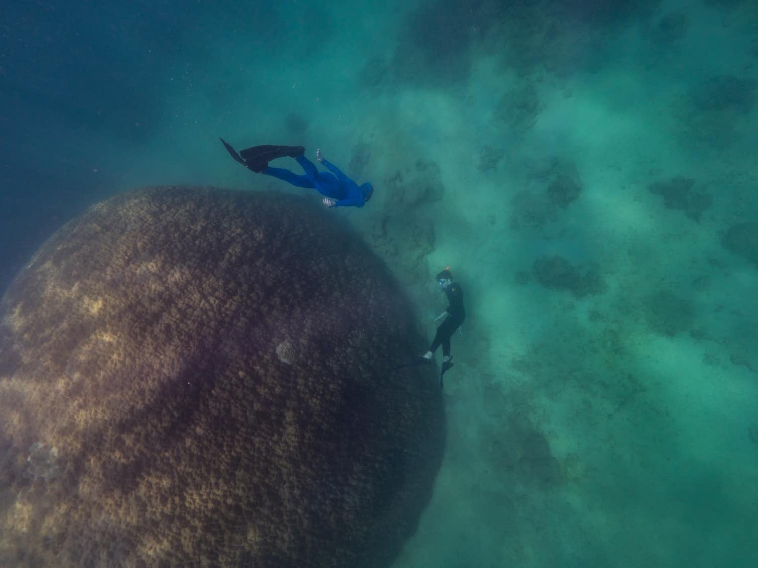 San hô lớn nhất 'Muga dhambi' được phát hiện ở Goolboodi, Great Barrier Reef  – TinMoiZ