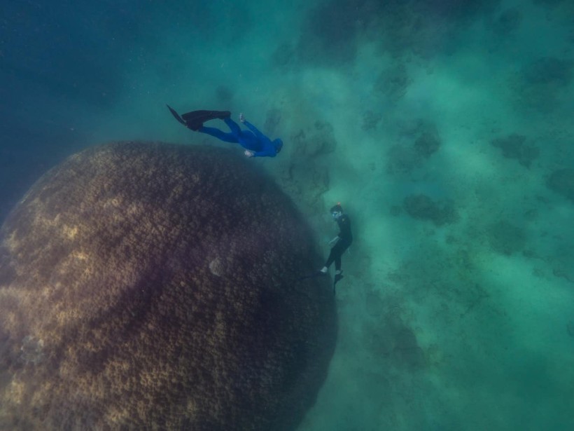 Muga dhambi is the widest coral structure recorded on the Great Barrier Reef.