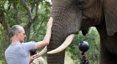 The combination of motion capture experiments and medical imaging reveals how an elephant controls the movements of its trunk. Here, Michel Milinkovitch and one of the elephants used in this study, Bela Bela, South Africa.