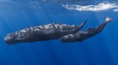 Mother and baby sperm whale