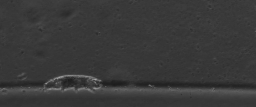 Tardigrade walking on 50 kPa gel, sagittal view.