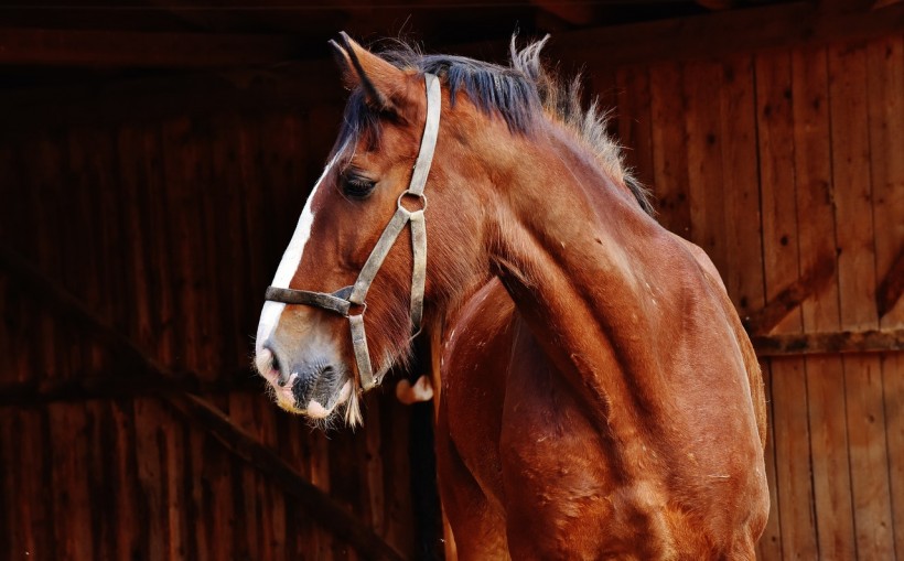 animal-barn-horse-mammal-208866
