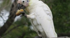  Wild Cockatoos Seen Using Utensils Made From Tree Branches in Opening Fruits