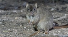 A Woylie, or a Brush-Tailed Bettong