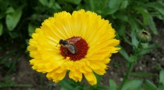  Fly Pollinators' Preference on Color Can Influence Color Signals of Flowers for Pollination, Study Finds