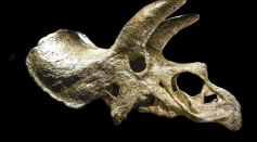 Triceratops skull