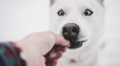 Science Times - Dog Behavior: Study Reveals How Man's Best Friend Can Distinguish Humans' Intentional Acts from Unintentional Ones