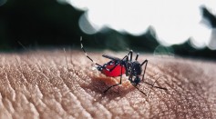  Mosquitoes Fed On Sugar Gave Them Immunity from Viral Infections, Potentially Preventing Spread of Arboviruses