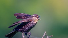 little-starling-tweeting-on-dry-herb-in-nature-6142751/