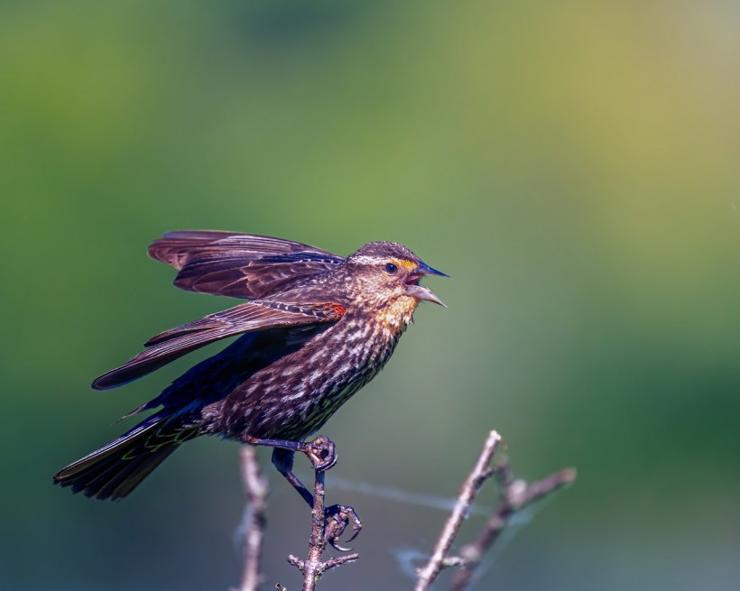 little-starling-tweeting-on-dry-herb-in-nature-6142751/