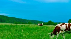 cows-grazing-on-field-against-sky-254178/