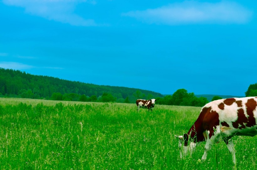 cows-grazing-on-field-against-sky-254178/
