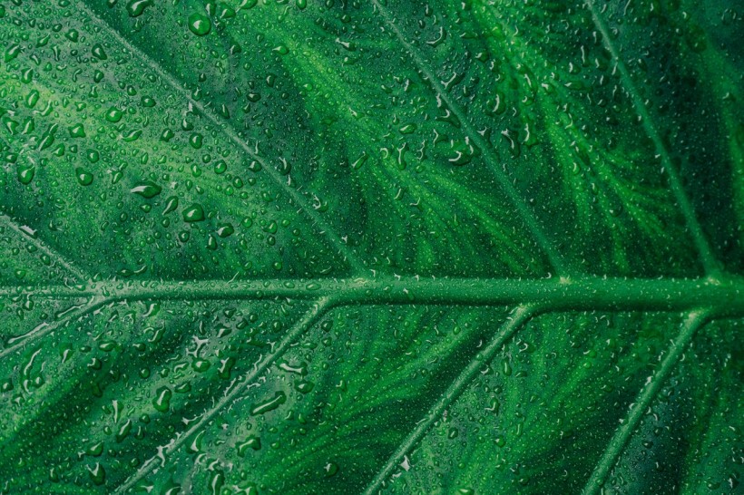 green-leaf-1048033/
