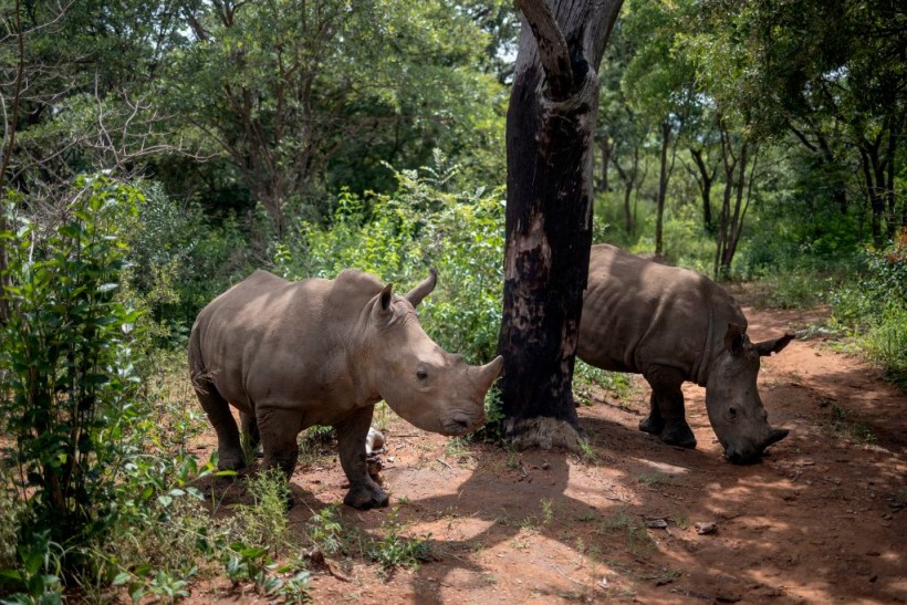 Science Times - Radioactive Injections: How Does This Method Help Against Slaughtering of Rhinoceroses, Poaching, Smuggling of Rhino Horns?