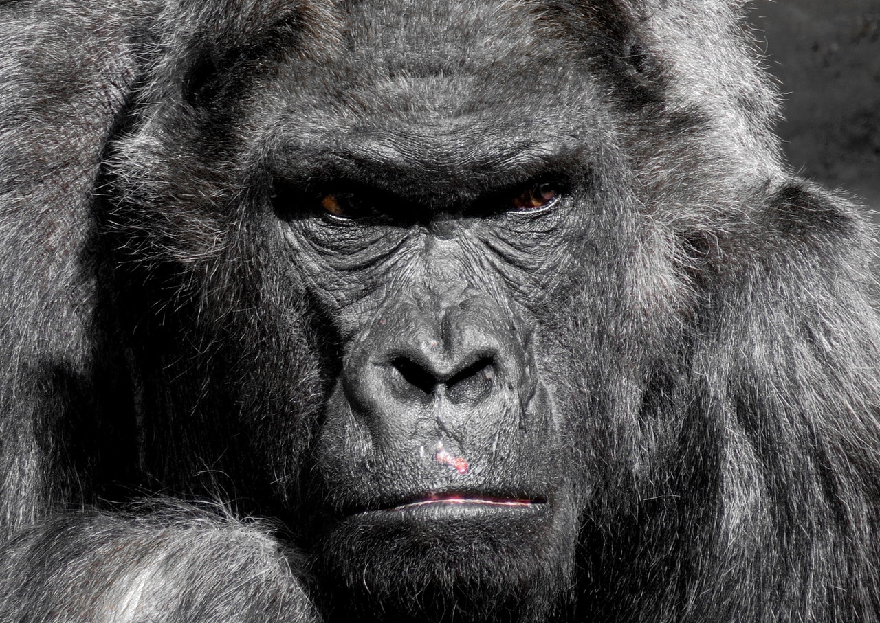 Gorilla vs. Chimpanzee: Who Wins in Their Battle and Why Do They Fight? |  Science Times