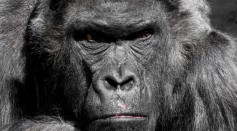close-up-photo-of-gorilla-35992/