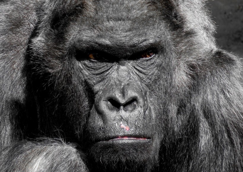 close-up-photo-of-gorilla-35992/