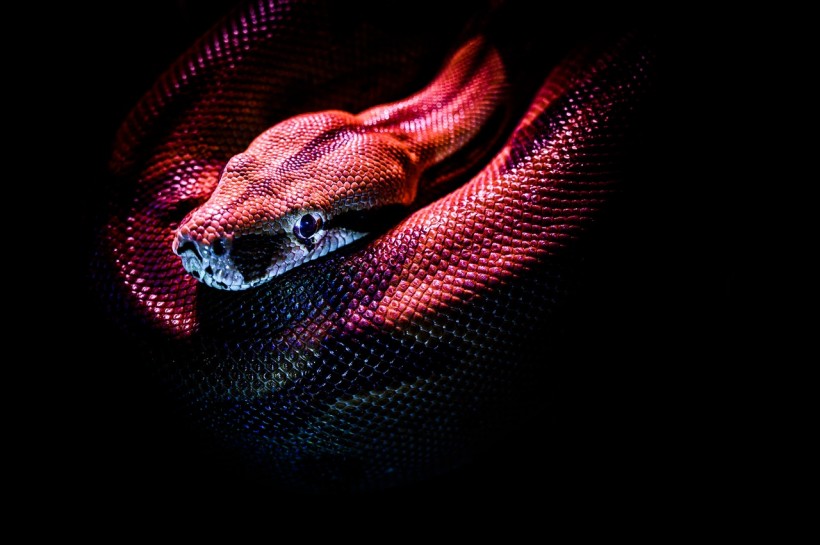 photo-of-a-red-snake-3280908/