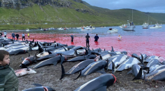 1428-dolphins-killed-faroes