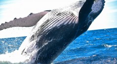 Whales Have Five Fingers Hidden in Their Flippers, Necropsy Revealed