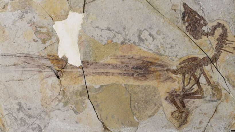 Yuanchuavis kompsosoura holotype