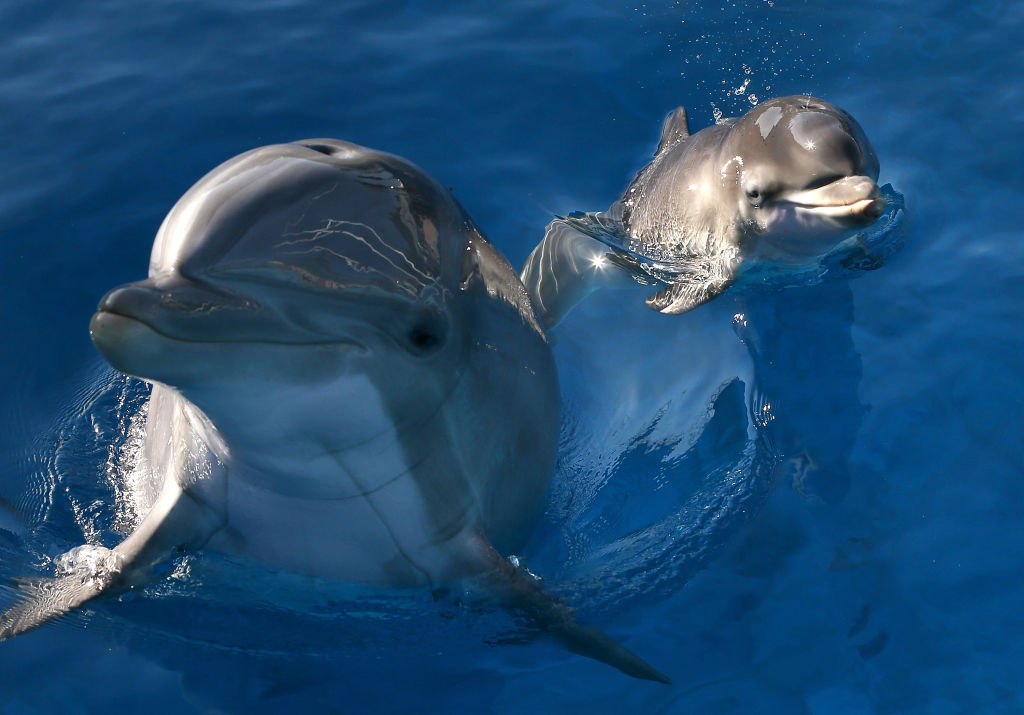 TIL that there was an experiment to teach dolphins English. A dolphin  called Peter did actually learn a few words but actually fell in love with  his teacher and also had sexual