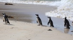 African_penguins_at_Boulders_Beach_01.jpg