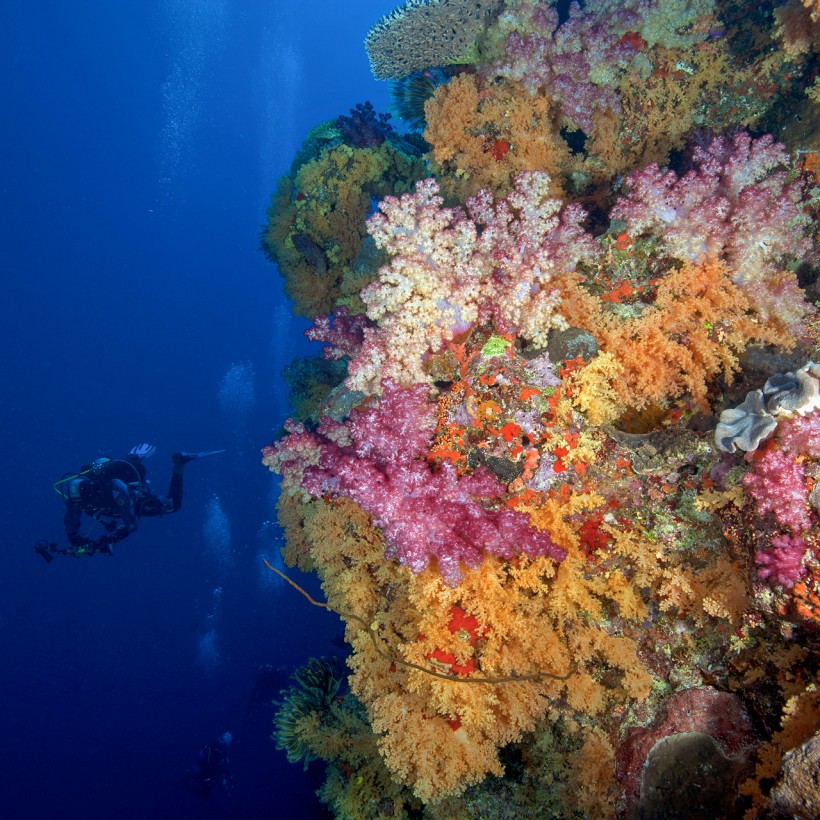 Coral Reefs in Tonga