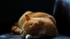 sleeping-orange-tabby-cat-135859/