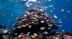 A corral reef in the Solomon Islands
