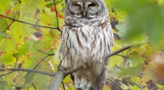 Barry_the_barred_owl_(13510).jpg