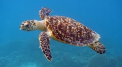 Hawksbill Sea Turtle 