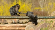 monkeys-playing-on-metal-beam-in-zoological-garden-4168330/