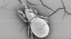 Haplotype divergence supports long-term asexuality in the oribatid mite Oppiella nova