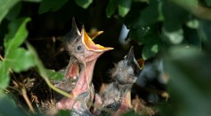  Baby Birds Returned to the Wild After Being Saved From Bulldozer; Habitat Loss Remains Primary Threat to Wildlife