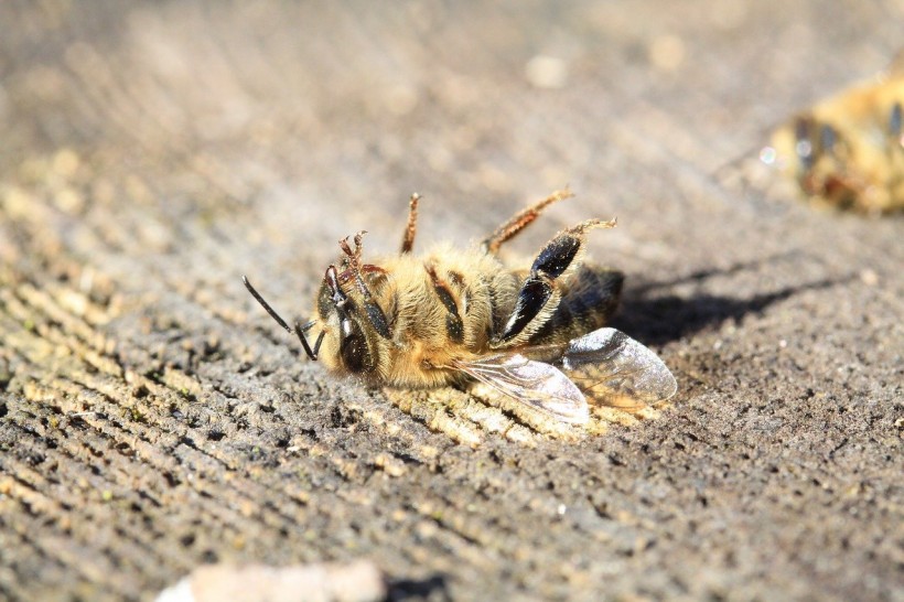 Science Times - Chemical Compound in Plants: New Study Reveals Potential Protection for Bees Against Deadly Virus