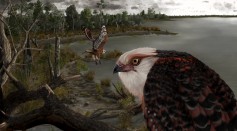 Archaehierax sylvestris, a newly described raptor fossil species which lived during the late Oligocene in Australia’s interior.