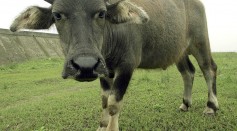 Science Times - Foot-and-Mouth Disease in African Buffalo; New Research Shows Persistence of Highly Infectious Pathogens