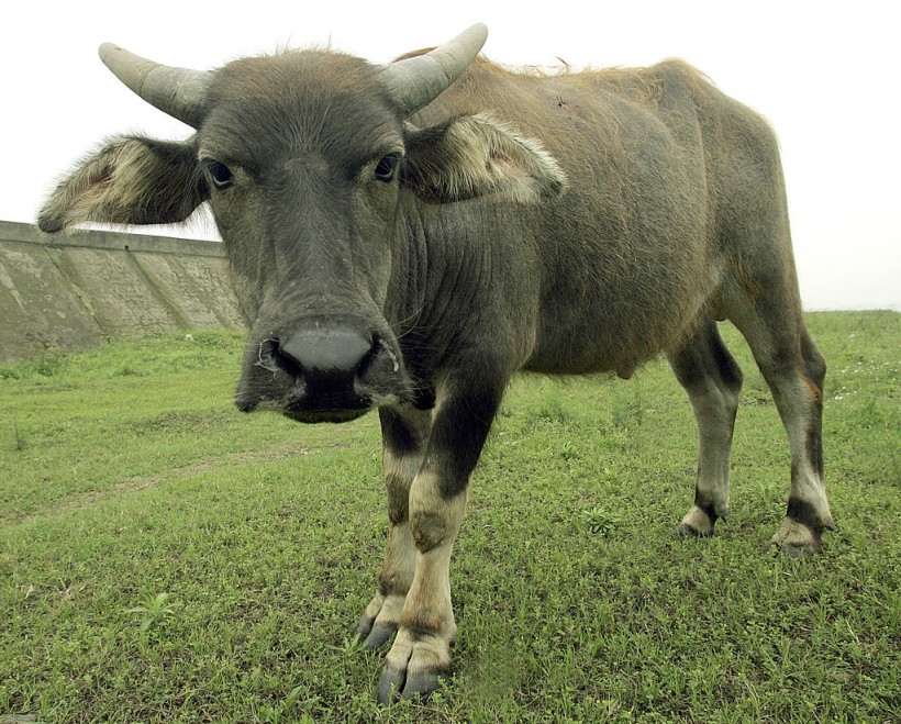 Science Times - Foot-and-Mouth Disease in African Buffalo; New Research Shows Persistence of Highly Infectious Pathogens