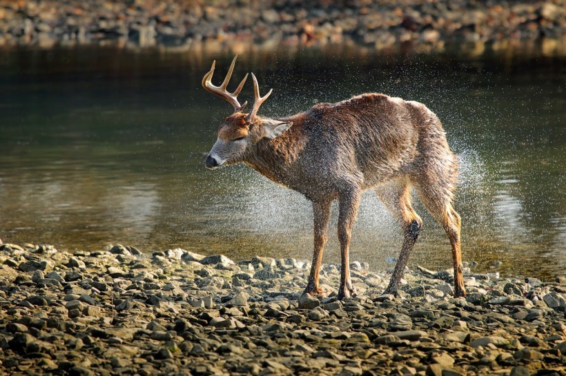 side-view-of-deer-walking-in-lake-at-forest-247385/