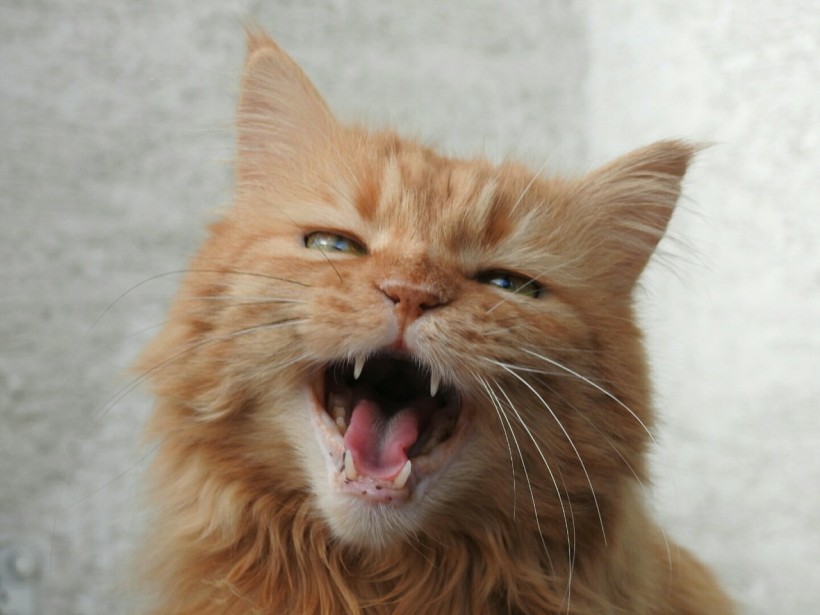 Science Times - Larynx, Throat are Reasons House Cats Cannot Roar; Study Reveals Reason for Such Incapability