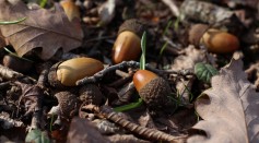 close-up-view-of-acorns-on-the-ground-4050492/
