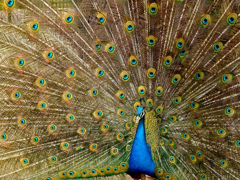 blue-peacock-45911/