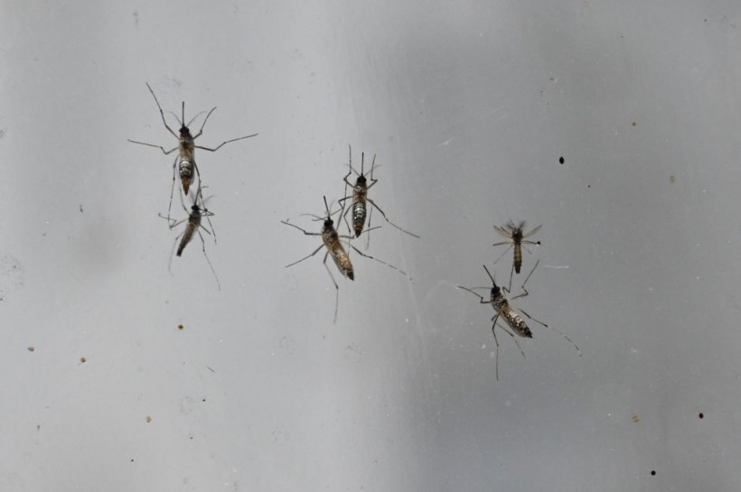Science Times - Dengue Fever: New Study Reveals Discovery of the First-Ever Treatment for the Virus